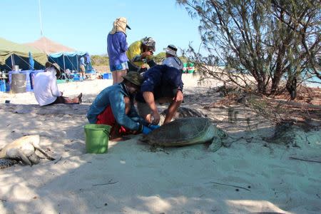 Scientists conduct turtle sampling in the Howick group of islands on the Great Barrier Reef, Australia, in this handout photo dated August 19, 2014. WWF Australia/Handout via REUTERS