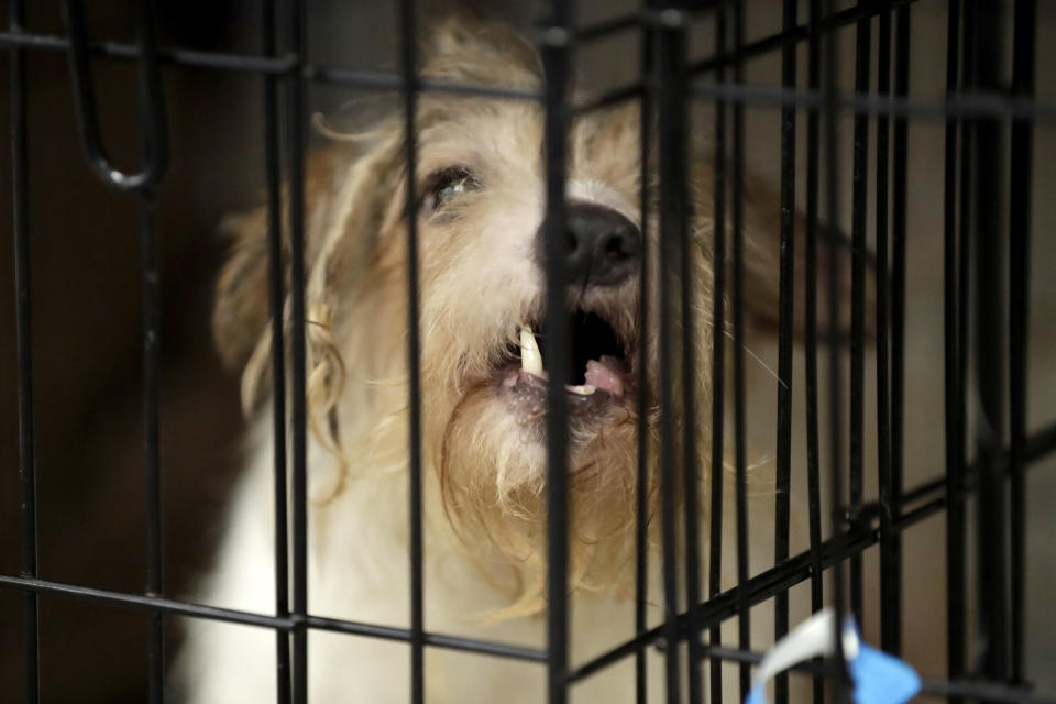 A Parson Russell terrier, one of many terriers confiscated from a home in Kingwood, N.J., sits in a kennel at St. Hubert's Animal Welfare Center after being treated, Friday, June 14, 2019, in Madison, N.J. Law enforcement officers and animal welfare groups went to the Kingwood home Tuesday to remove the dogs, which were mostly Russell terriers. Officials said the animals seemed to have had limited human contact and minimal to no veterinary care. No charges have been filed, but officials say they're continuing to investigate. (AP Photo/Julio Cortez)