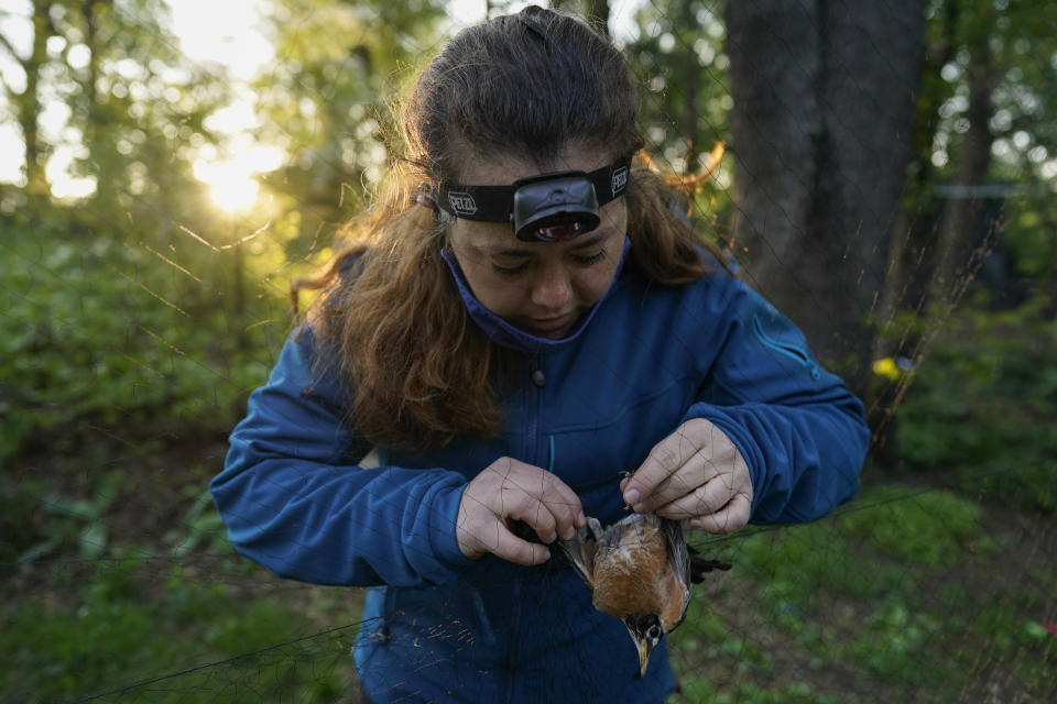 Avian ecologist and Georgetown University Ph.D. student Emily Williams gently untangles an American robin from a nylon mist net Saturday, April 24, 2021, in Silver Spring, Md. Williams is gathering data and samples to possibly fit the bird with a Argos satellite tag. The technology has only recently become small and light enough for some songbirds. (AP Photo/Carolyn Kaster)