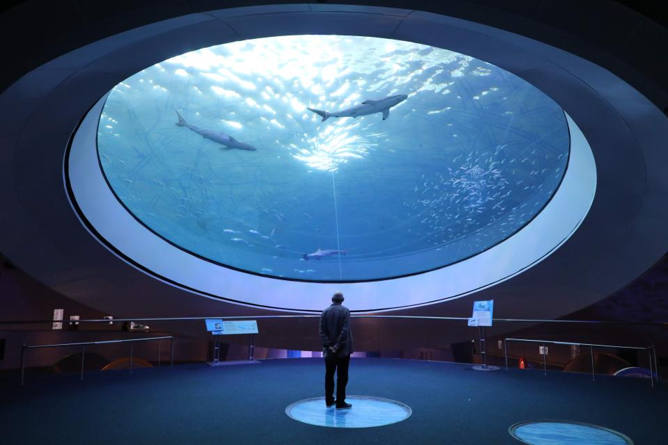 A man watches fish and sharks swim at the Miami Seaquarium on November 27, 2019, in Miami, Florida.