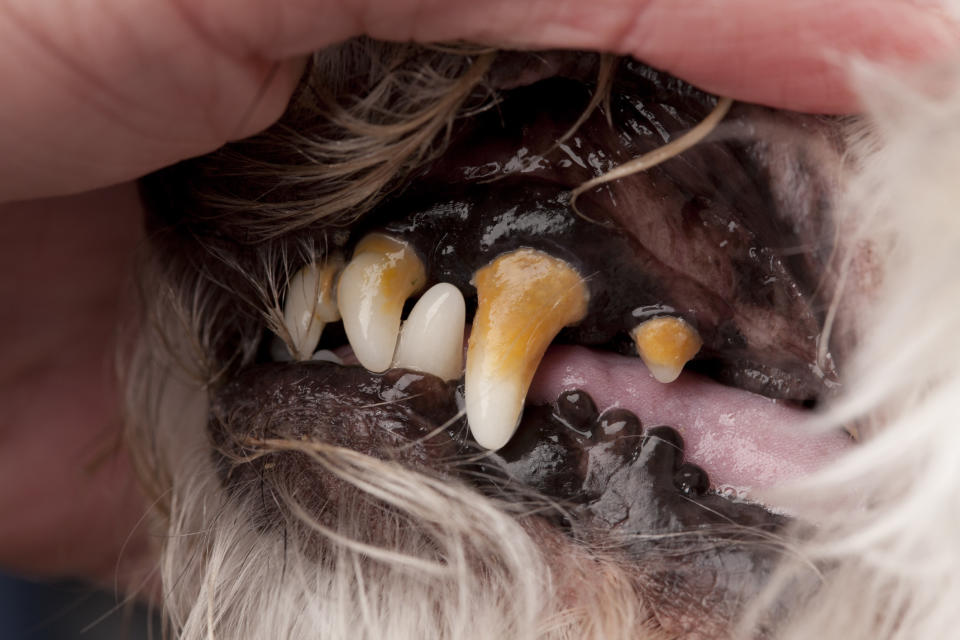 a dog's teeth