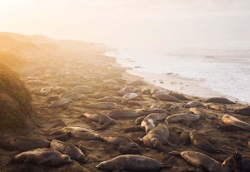 6. Be amazed by the hundreds of Elephant Seals dosing at Vista Point