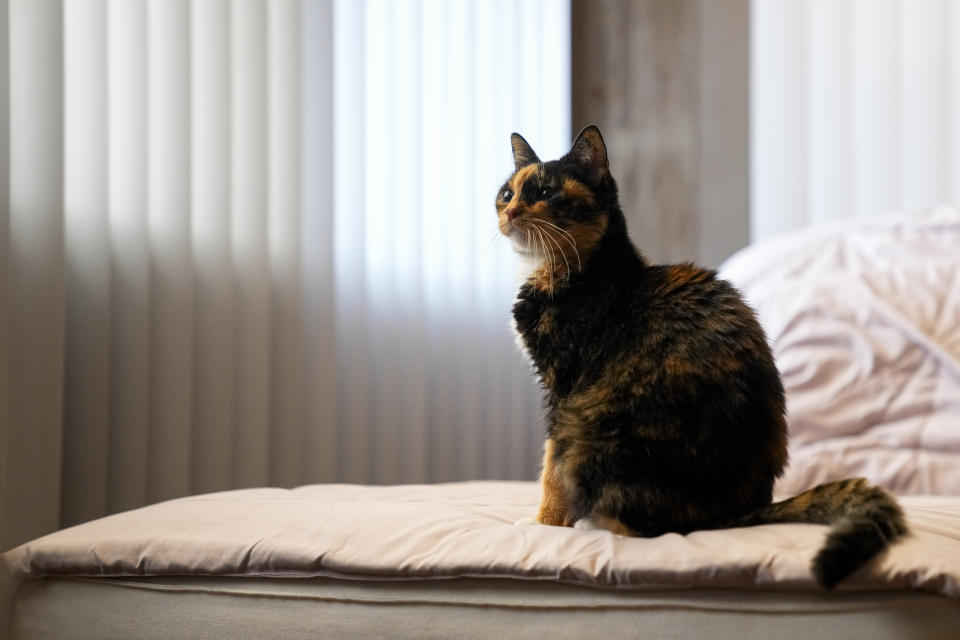 Lahaina wildfire victim Sharlene Rabang's cat Poke, who she rescued as she fled the Lahaina wildfires in August, sits on a couch at the family home of her husband Weslee Chinen, Tuesday, Dec. 5, 2023, Waipahu, Hawaii. Honolulu's medical examiner said a contributing cause of her death was the thick, black smoke that Rabang breathed as she fled. The report made Rabang the 100th victim of the deadliest U.S. wildfire in more than a century. (AP Photo/Lindsey Wasson)