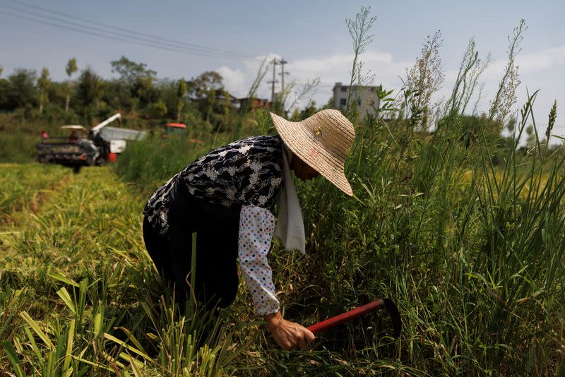 A farmer picks ears of rice left over by a paddy harvester as the region experiences a drought outside Jiujiang city