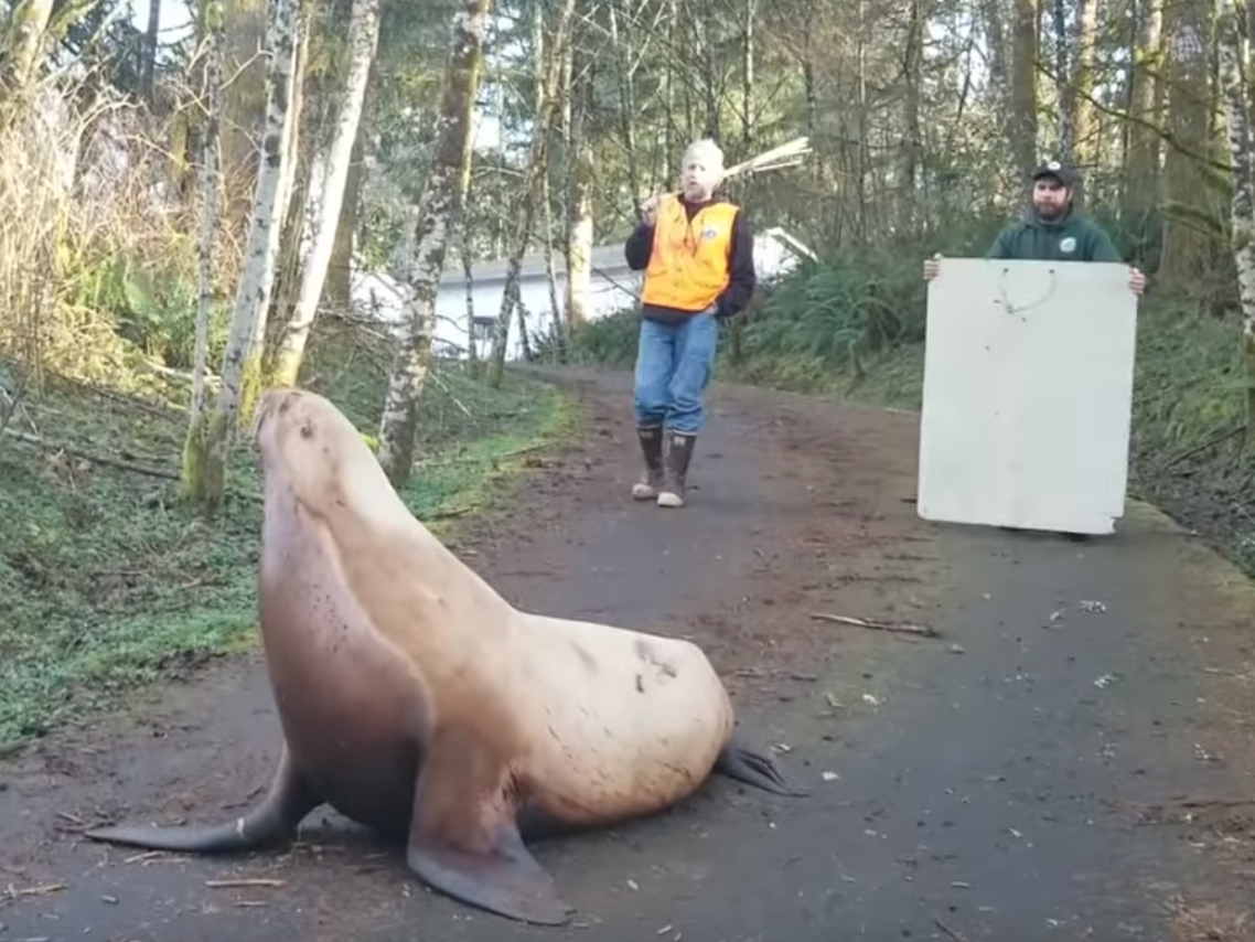 A 600-pound sea lion in a forest road in Washington state, US: Cowlitz County Sheriff's Office/YouTube