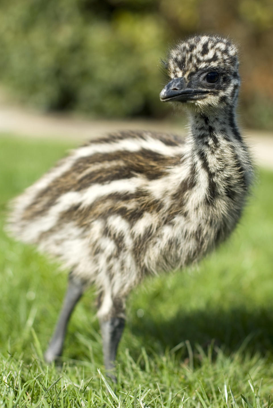 A very small bird that looks like it could fit in the palm of a person's hand