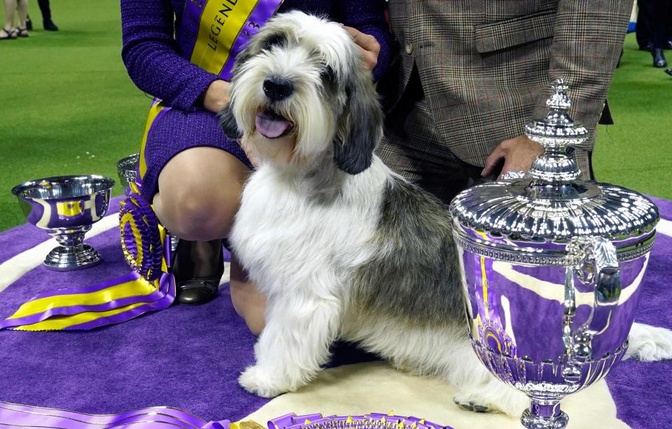 Buddy Holly the PBGV makes history with Best in Show win at 147th