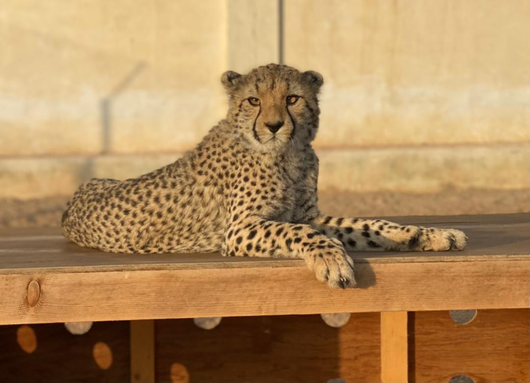 Cheetahs in Somaliland are threatened by the deadly pet trade (Courtesy of Cheetah Conservation Fund)