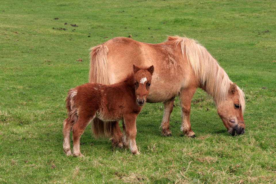 Tiny Dartmoor pony