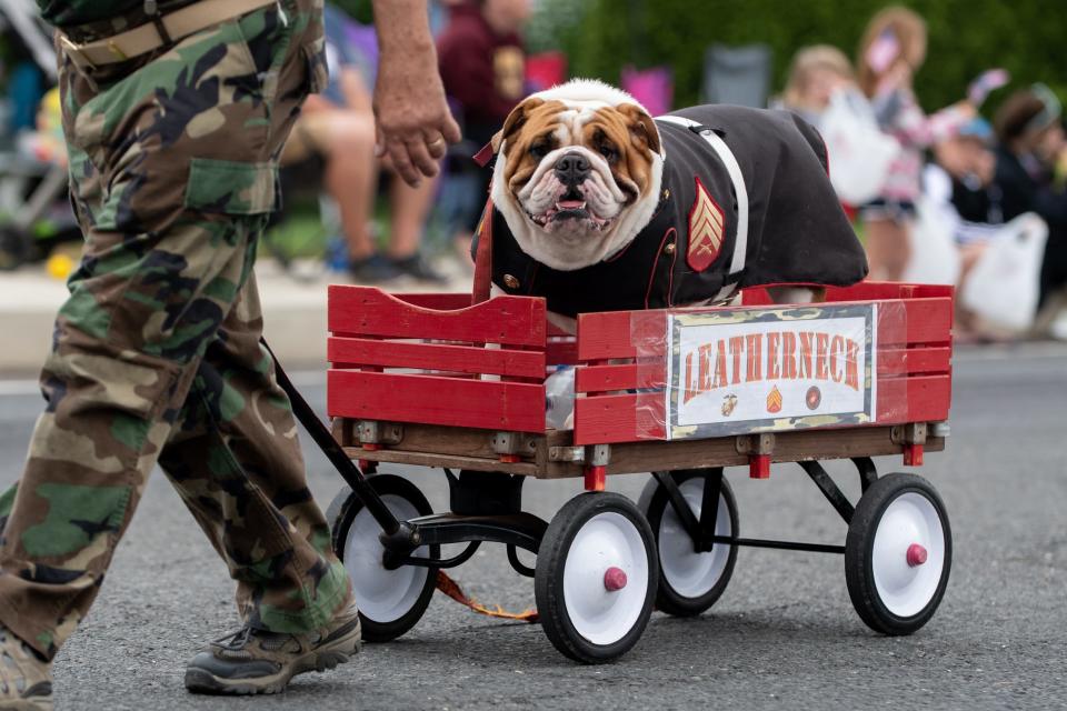 U.S. Marines ambassador, Leatherneck, an American bulldog, makes its way down East Butler Avenue during the Annual Tri-Municipal 4th of July Parade on Saturday, July 3, 2021. More than 400 individuals participated in this year's celebration, winding their way through New Britain Borough, Chalfont and New Britain Township.