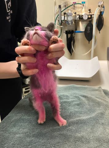 <p>Oregon Humane Society</p> Kitten in the care of the Oregon Humane Society after being dyed pink