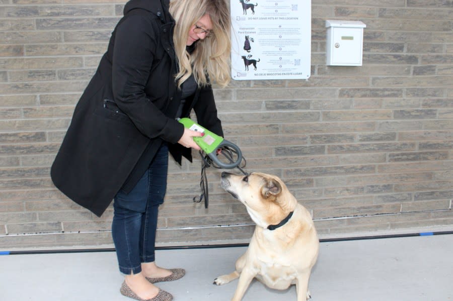 Kent County Animal Shelter Director Angela Hollinshead at the new microchip scanning station at the Kent County North Campus near Cedar Springs. (Courtesy Kent County Animal Shelter)