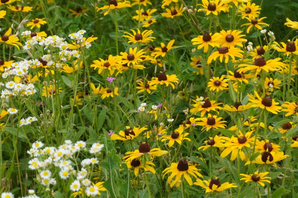 Black-eyed Susan’s and their fellow flowers at the Kansas Landscape Arboretum.