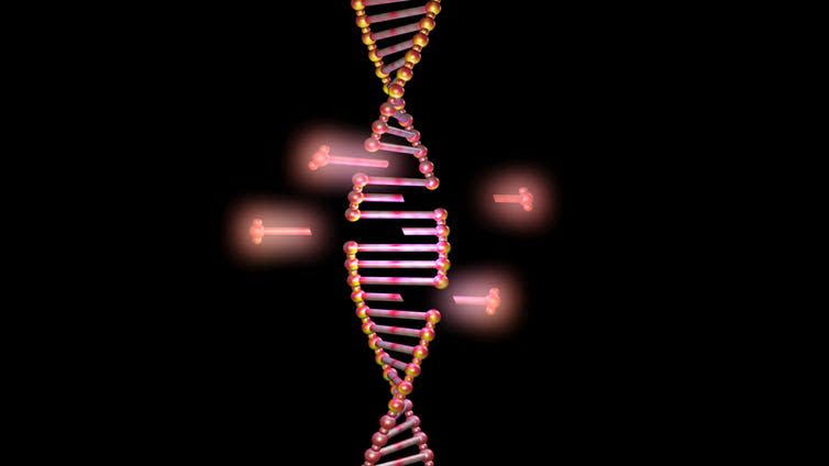 <span class="caption">CRISPR-Cas9 allows scientists to target and activate or silence specific genes.</span> <span class="attribution"><a class="link " href="https://www.shutterstock.com/image-illustration/dna-molecule-structure-strand-repair-editing-774492757?src=fsLzr20sTEzmuh_eWpHdWg-1-10" rel="nofollow noopener" target="_blank" data-ylk="slk:Vrx/Shutterstock.com;elm:context_link;itc:0;sec:content-canvas">Vrx/Shutterstock.com</a></span>