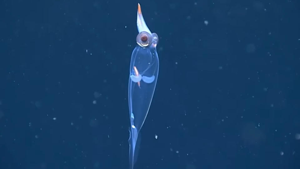 The squid's entire body
