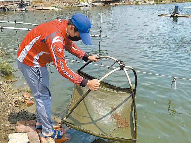 台南市仁德區大甲社區虱目魚養殖戶吳威廷昨天巡視魚塭，魚蝦因地震飽受驚嚇，明顯食慾不佳，丟了一上午的飼料，魚蝦都沒吃。（曹婷婷攝）