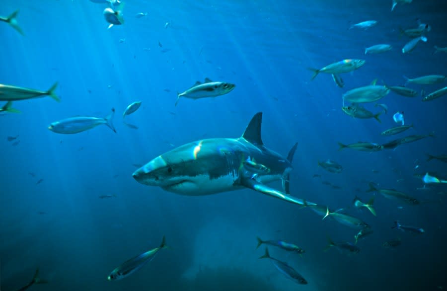 This undated photo shows a great white shark swimming through a school of Tommy roughs off Neptune islands, South Australia. (Getty Images)