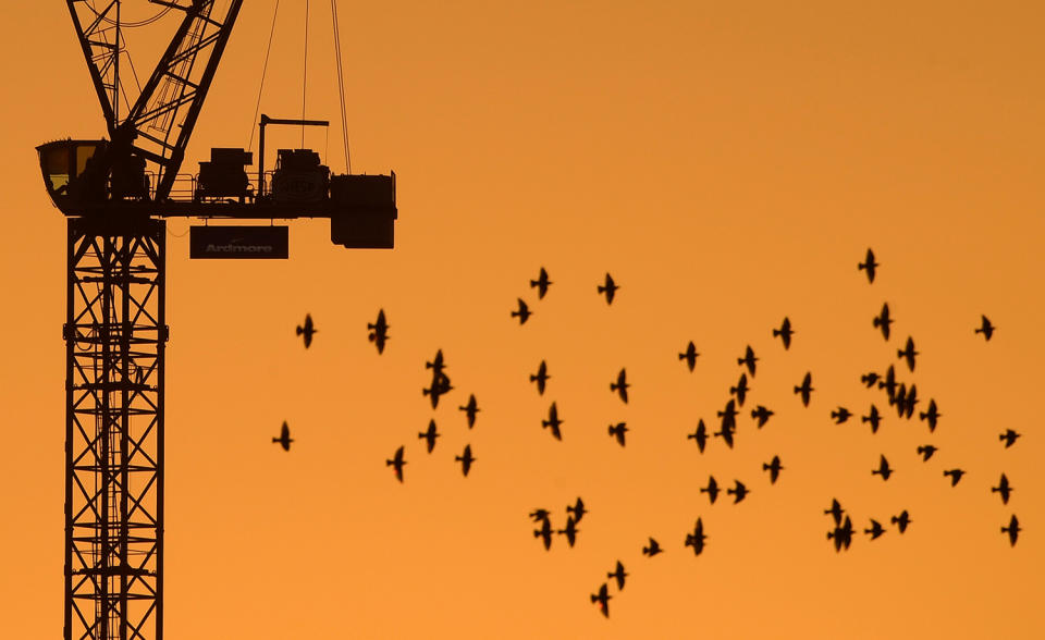 A flock of birds flies in front of a crane