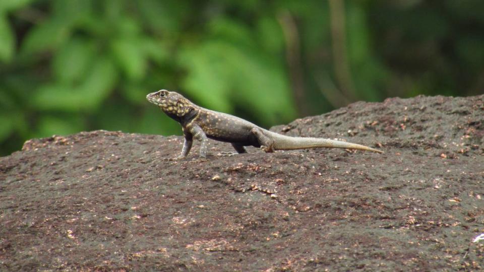 Um madiramamore tropidoso, ou lagarto de colarinho Madeira-mamore, fica alerta sobre uma rocha.