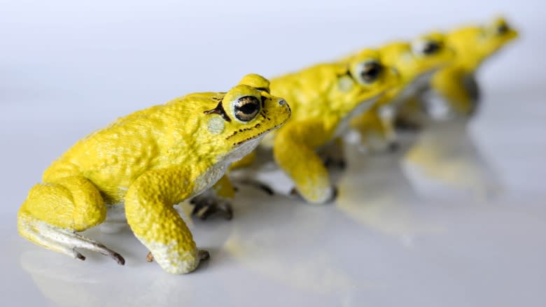 Windsor biologists using 3D printed robo-toads to study mating rituals in Costa Rica