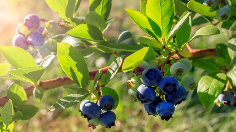 Blueberries growing on the bush