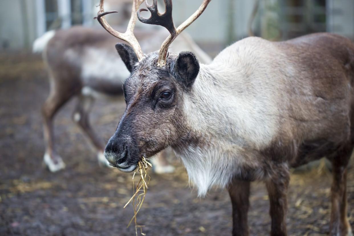 Reindeer Eating