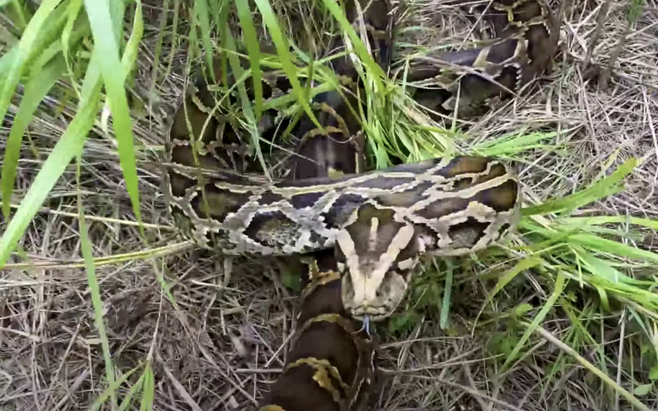 A Burmese python in Florida.