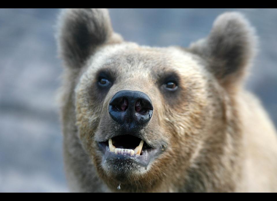 A bear is seen in the Kuwait Zoo in the heart of the capital on September 4, 2011. YASSER AL-ZAYYAT/AFP/Getty Images