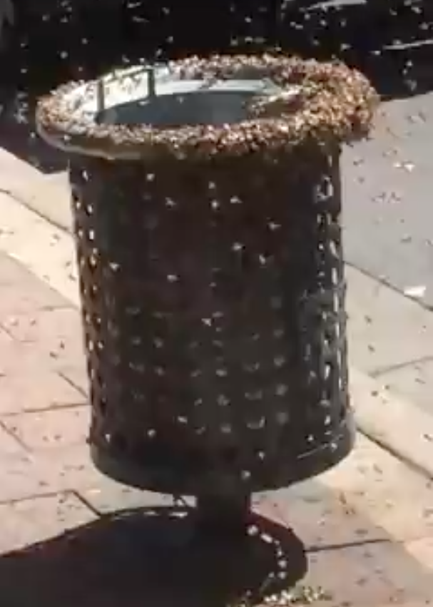 A swarm of bees took over High Street in Penrith. Photo: Facebook