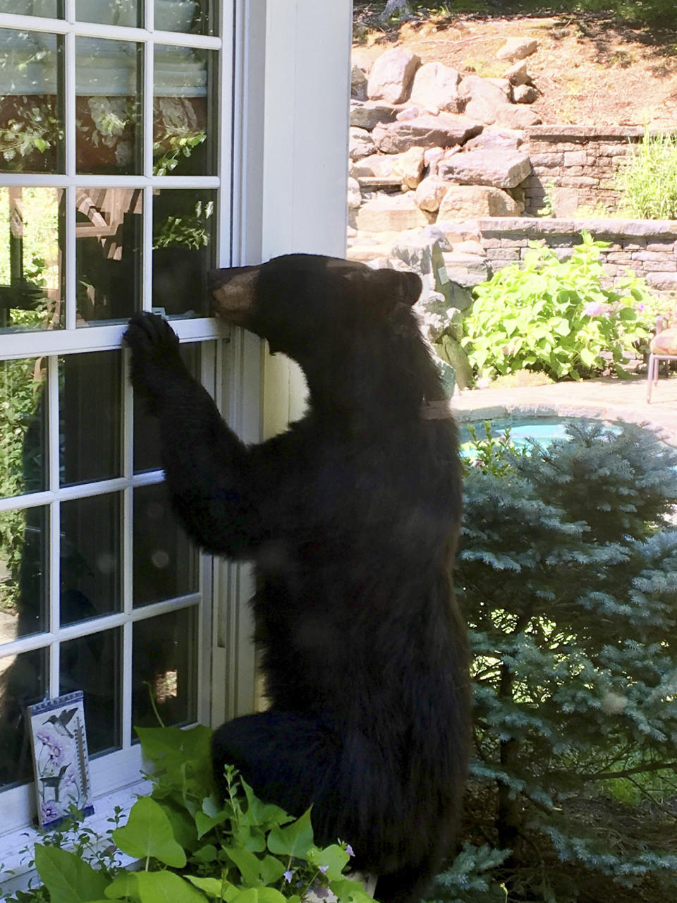 In this July 18, 2018 photo provided by Julie Sonlin, a black bear explores the yard of Steve and Julie Sonlin in Avon, Conn. The Sonlins said they get visits from bears several times a year and the state reports that human encounters with bears are on the rise. A wildlife biologist with the state Department of Energy and Environmental Protection says there have been about two dozen reports this year of bears breaking into Connecticut homes and businesses, about four times the yearly average. (Julie Sonlin via AP)