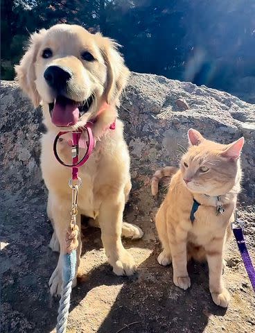 <p>Dayshun Stevens</p> Sunny the golden retriever and Fred the cat