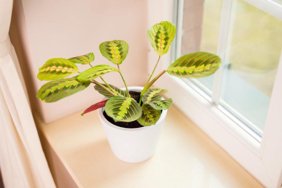 Potted prayer plant on window sill