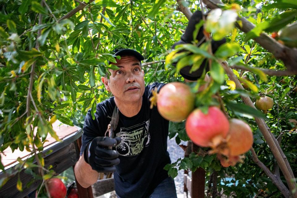 A man reaches through a tree's branches to harvest fruit.