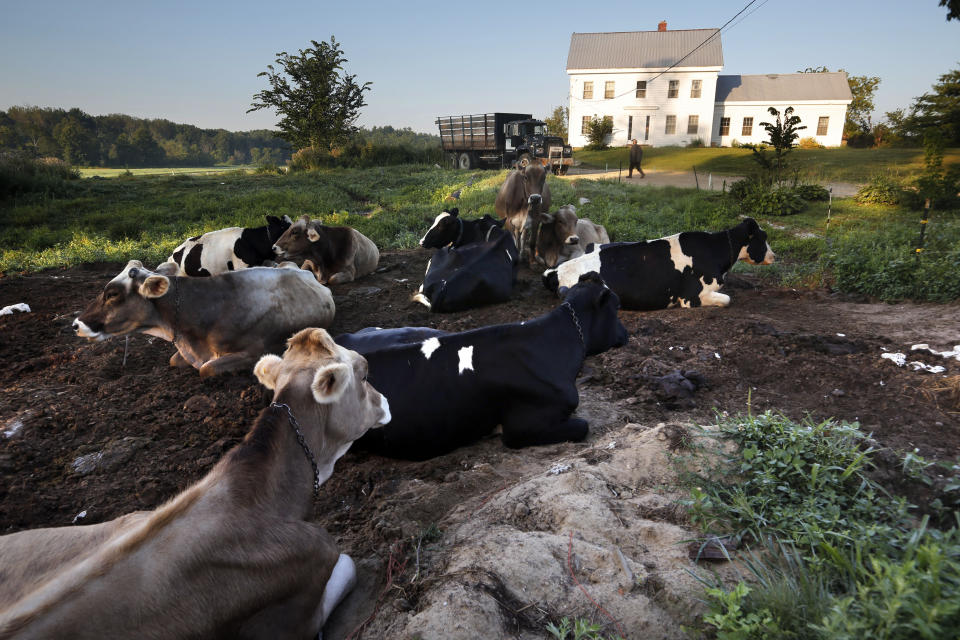 In this Thursday Aug. 15, 2019 photo, dairy cows rest outside the home of Fred and Laura Stone at Stoneridge Farm in Arundel, Maine. The farm has been forced to shut down after sludge spread on the land was linked to high levels of PFAS in the milk. (AP Photo/Robert F. Bukaty)