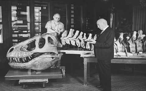 An early T-Rex skeleton exhibited at the American Museum of Natural History - Credit: AMNH