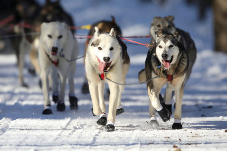 Dave Branholm's dog team races in the ceremonial start to the Iditarod, a nearly 1,000-mile (1,610-km) sled dog race across the Alaskan wilderness, in Anchorage, Alaska, U.S. March 4, 2017. REUTERS/Nathaniel Wilder