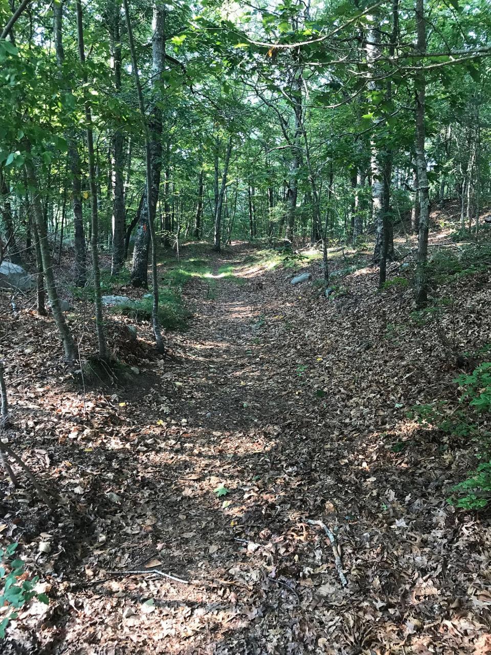 The wide, flat orange-blazed trail heads south through Chestnut Farm.