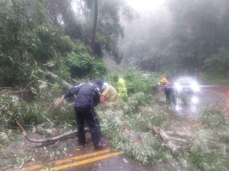 苗130線路樹傾倒阻斷通行  警民合力排除（1） 苗栗縣苑裡鎮苗130線12公里處，路旁1棵直徑約30公 分大樹24日上午疑因不堪風吹雨打傾倒，阻斷通行， 警民合力排除。 （民眾提供） 中央社記者管瑞平傳真  113年4月24日 