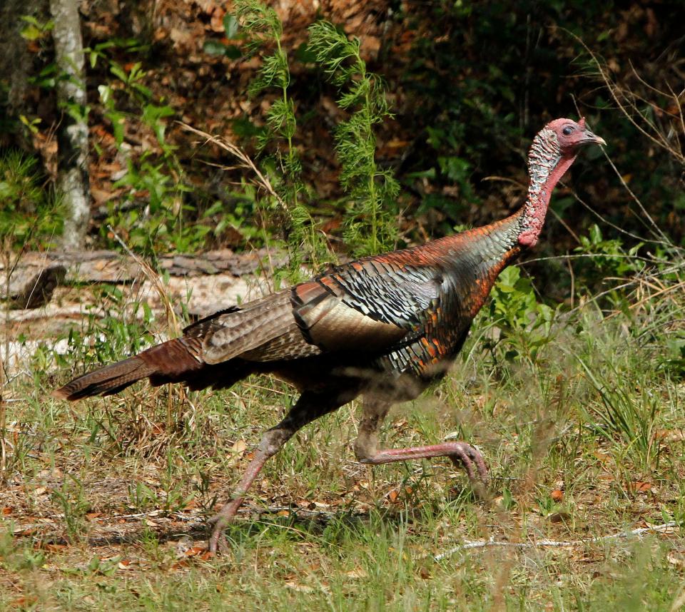 Wild turkeys are a popular game bird in North Carolina and are now found across most of the state after having been hunted to near extinction prior to 1960.