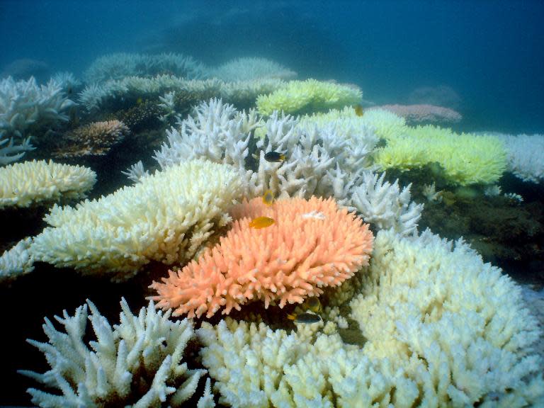 Undated Australian Institute of Marine Science handout photo shows a coral reef at Halfway Island in Australia's Great Barrier Reef