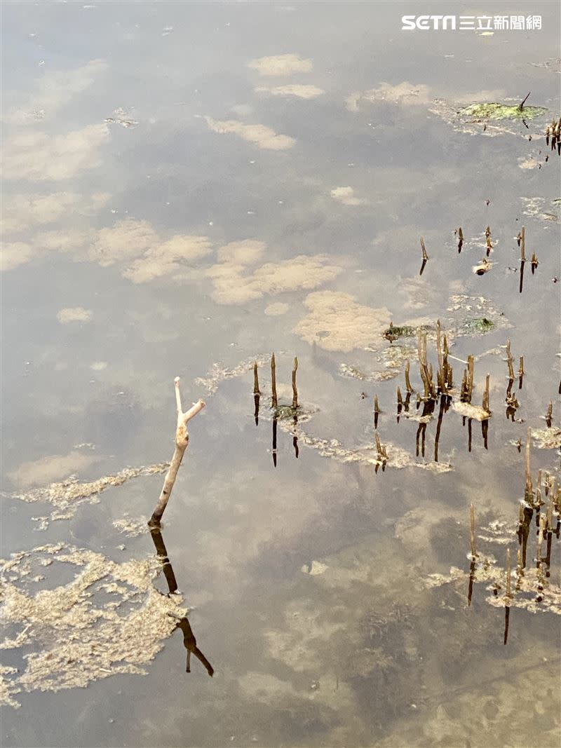 高雄林園濕地公園瀉湖中的水母。