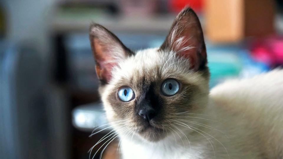 Siamese cat