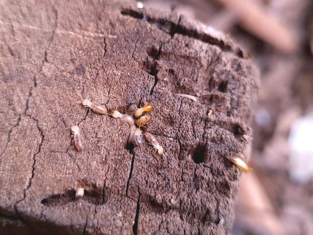 <p>Cherdchanok Treevanchai/Getty Images</p> Drywood Termites
