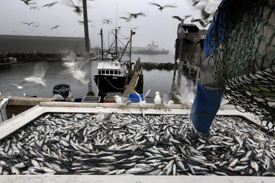 Herring are unloaded from a fishing boat in Rockland, Maine, July 8, 2015.  / Credit: Robert F. Bukaty / AP