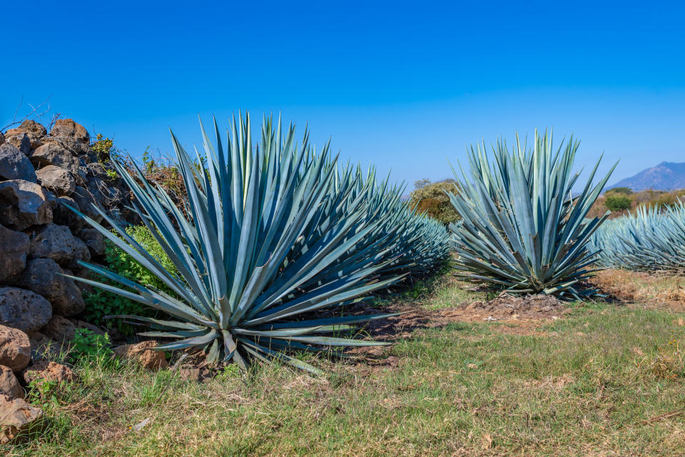 best tequila brands, how to make tequila agave