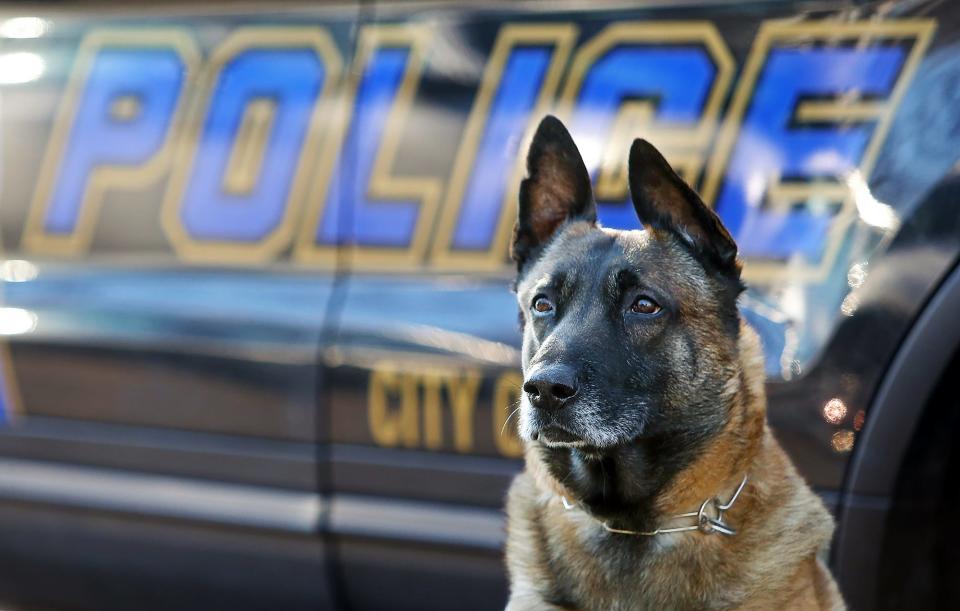 Justice, a K9 officer at the Akron Police Department, listens as his human partner, officer Jeff Edsall, recalls Justice's efforts in the arrest of a 17-year-old robbery suspect.