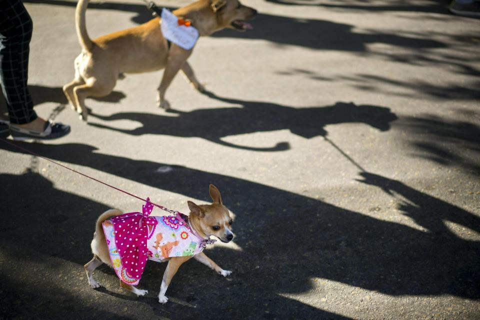 A dog in costume is lead on a leash during a march calling for an end to animal cruelty in Havana, Cuba, Sunday, April 7, 2019. Cuba's socialist government permitted the public march unassociated with any part of the all-encompassing Communist state, a move that some call highly unusual and perhaps unprecedented since the first years of the revolution. (AP Photo/Ramon Espinosa)