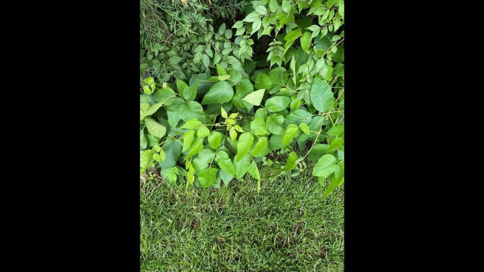 Poison ivy has a compound leaf made up of 3 leaflets which can be 1 to 4 inches long. The middle leaflet is the only one with a long stalk.