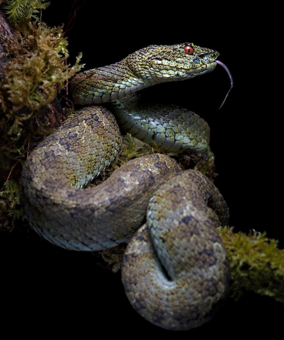 A close-up photo of a Bothriechis klebbai, or Klebba’s eyelash pit viper. Photo from Elson Meneses, shared by Alejandro Arteaga