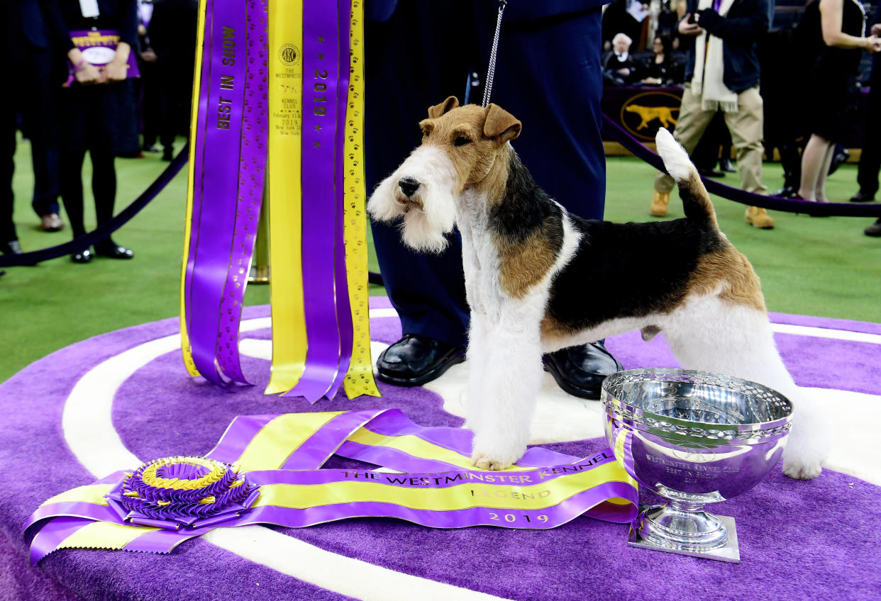 'King' the Wire Fox Terrier after winning Best in Show at the 143rd Westminster Kennel Club Dog Show at Madison Square Garden on Feb. 12, 2019 in New York City. (Photo: Sarah Stier/Getty Images)